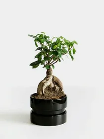 恶魔少爷别吻我之青梅竹马
