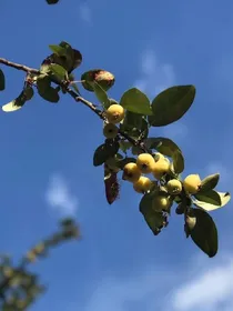 唯一的听众