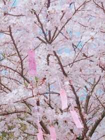 樱花含义
