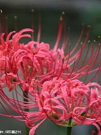 小花仙之光影曼珠沙华