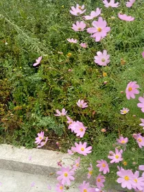 城南花开