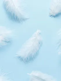 逗比的会长大人