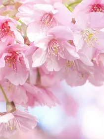 虐错渣