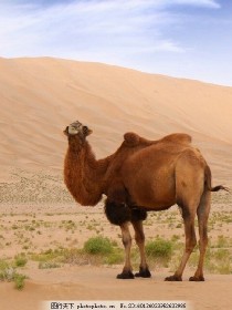 沙漠骆驼的故事