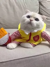 作者又穿越了？