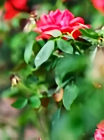 水城风月之一陆淼