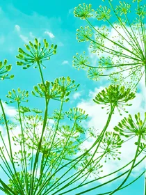 小花仙之再现奇迹。