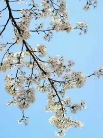 堕落公主的爱恋