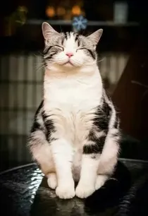 神探猫二爷