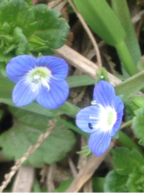 小花仙金山茶公主