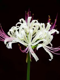 彼岸花开花落一生一世