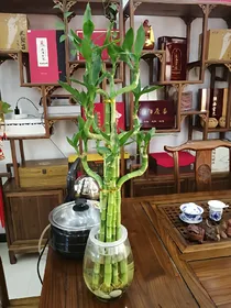 写不完的女神