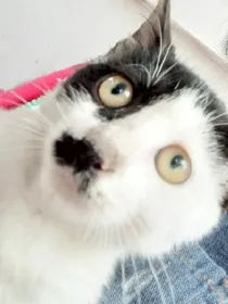 邪恶猫咪的复仇