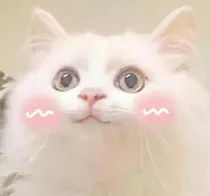荼靡季的你