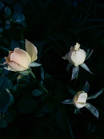 繁花盛开的夏天2