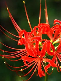 TF.彼岸花公主的复仇之路