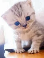 猫咪太极拳
