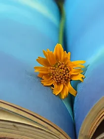 追寻梦