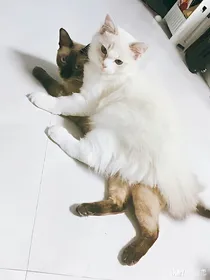 CAT猫咪的各种小故事