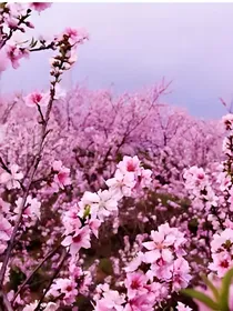 三生三世十里桃花之玄女离镜