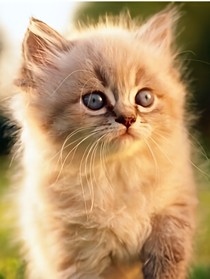 家有萌宠之猫女侠