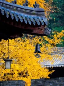 惊世毒妃：奸佞国师