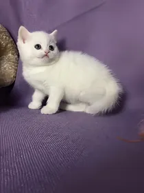 一线巨星