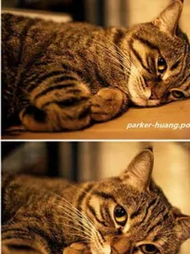 一个作者和一只猫