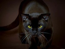 复仇的猫
