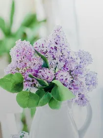 小花仙之精灵王之恋