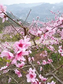 白糖是做宗宗主