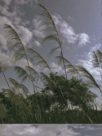 小阿尔卑斯多毛獠牙怪