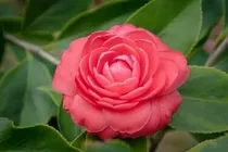 小花仙之复仇的精灵