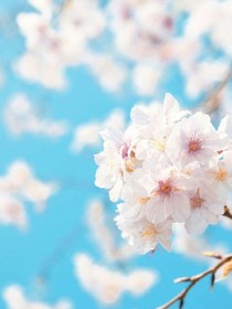 小花灵