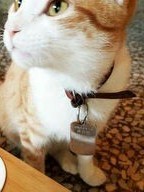 调皮的小花猫