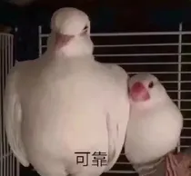 不离不弃，只是相爱