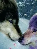 狼王梦之王者到来
