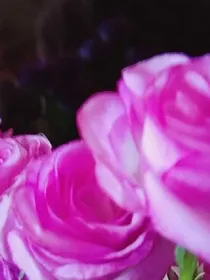 叶罗丽精灵梦之彩虹