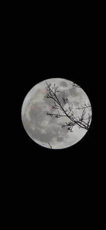 北海有鲛人