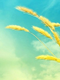 重生之计:我要活得洒脱