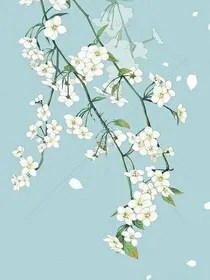 梨花开不开