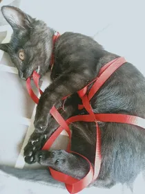 我怀疑我的猫是个人