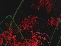 神兽金刚之特工