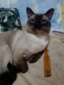 两只猫的幸福