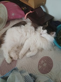 十二口明星之家