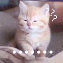 来自喵星球的猫