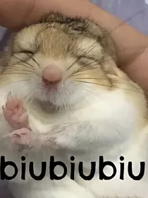 揽星墙裂安利