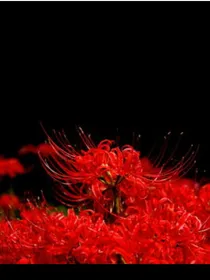 彼岸花——无尽的思念