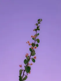 糍家小铺