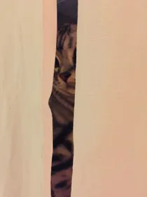 喵de手记